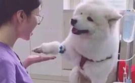 小姐姐给狗狗梳辫子视频,小姐姐手把手教你给狗狗梳辫子