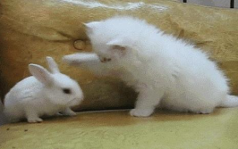 网红兔子猫,萌宠界的明星风采
